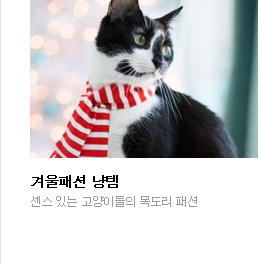 겨울패션 냥템. 센스 있는 고양이들의 목도리 패션