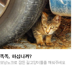 똑똑, 하십니까? 모닝노크로 잠든 길고양이들을 깨워주세요
