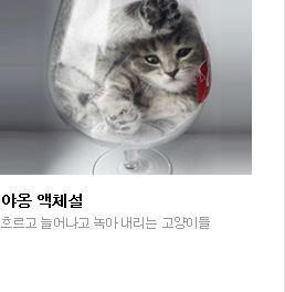 야옹 액체설 흐르고 늘어나고 녹아 내리는 고양이들