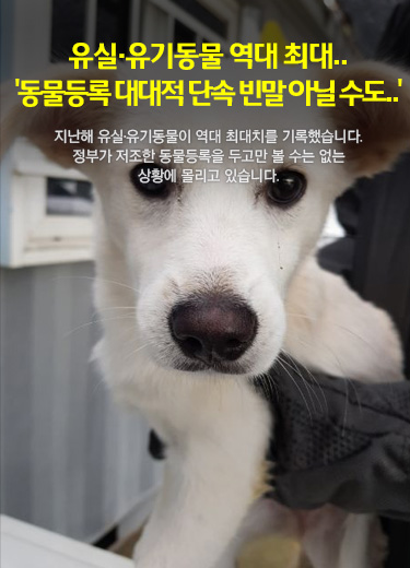 유실·유기동물 역대 최대..'동물등록 대대적 단속 빈말 아닐 수도..' 지난해 유실·유기동물이 역대 최대치를 기록했습니다. 정부가 저조한 동물등록을 두고만 볼 수는 없는 상황에 몰리고 있습니다.