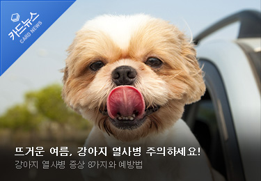뜨거운 여름, 강아지 열사병 주의하세요! 강아지 열사병 증상 8가지와 예방법