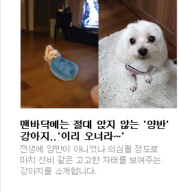 맨바닥에는 절대 앉지 않는 '양반' 강아지..'이리 오너라~' 전생에 양반이 아니었나 의심될 정도로 마치 선비 같은 고고한 자태를 보여주는 강아지를 소개합니다.