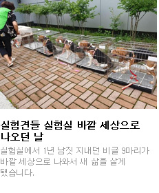 실험견들 실험실 바깥 세상으로 나오던 날 실험실에서 1년 남짓 지내던 비글 9마리가 바깥 세상으로 나와서 새 삶을 살게 됐습니다.