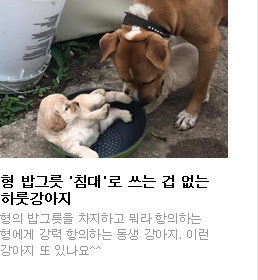 형 밥그릇 '침대'로 쓰는 겁 없는 하룻강아지 형의 밥그릇을 차지하고 뭐라 항의하는 형에게 강력 항의하는 동생 강아지. 이런 강아지 또 있나요^^