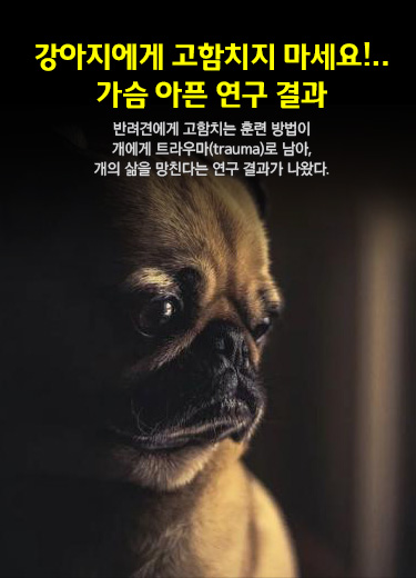 강아지에게 고함치지 마세요!..가슴 아픈 연구 결과 반려견에게 고함치는 훈련 방법이 개에게 트라우마(trauma)로 남아, 개의 삶을 망친다는 연구 결과가 나왔다.