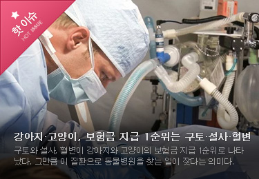 강아지·고양이, 보험금 지급 1순위는 구토·설사·혈변 구토와 설사, 혈변이 강아지와 고양이의 보험금 지급 1순위로 나타났다. 그만큼 이 질환으로 동물병원을 찾는 일이 잦다는 의미다.