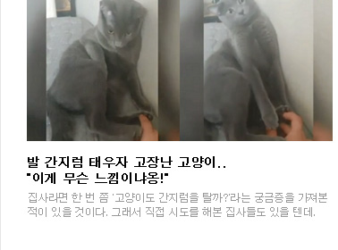 발 간지럼 태우자 고장난 고양이..'이게 무슨 느낌이냐옹!' 집사라면 한 번 쯤 '고양이도 간지럼을 탈까?'라는 궁금증을 가져본 적이 있을 것이다. 그래서 직접 시도를 해본 집사들도 있을 텐데.