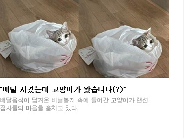 '배달 시켰는데 고양이가 왔습니다(?)' 배달음식이 담겨온 비닐봉지 속에 들어간 고양이가 랜선 집사들의 마음을 훔치고 있다.